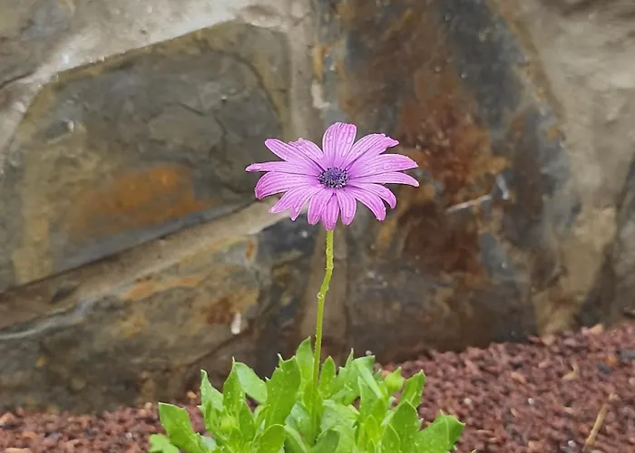 Vakantiehuis Casa Teide *