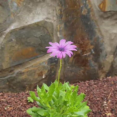 בית נופש Casa Teide *
